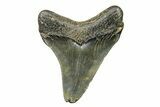 Serrated, Juvenile Megalodon Tooth - North Carolina #294444-1